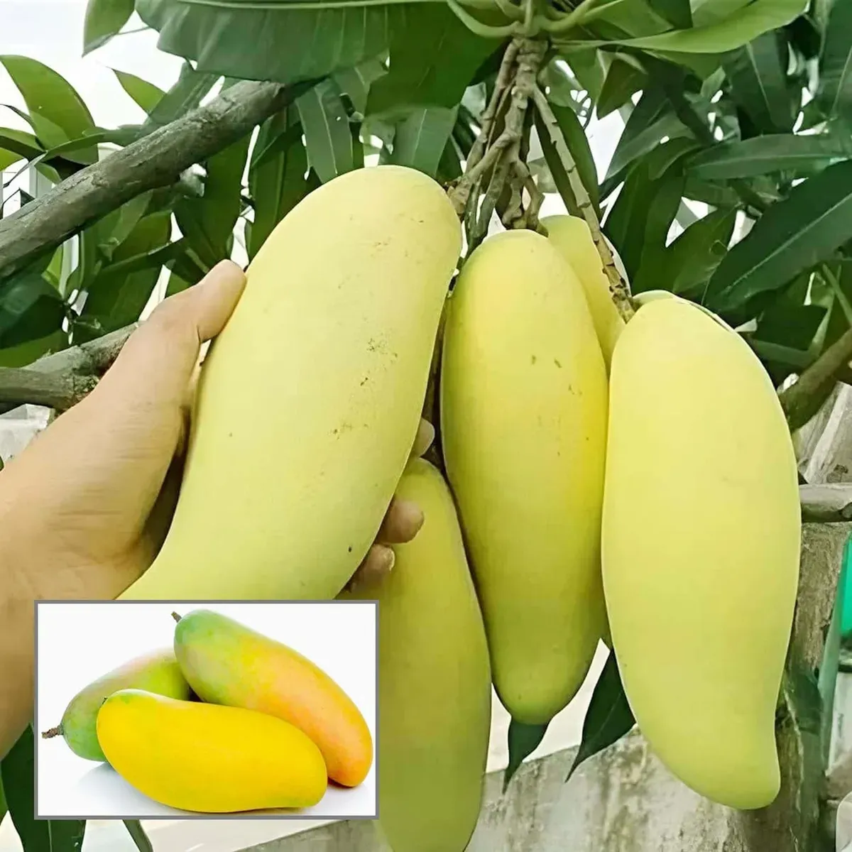 Banana Mango (કેળા આકારની કેરી)